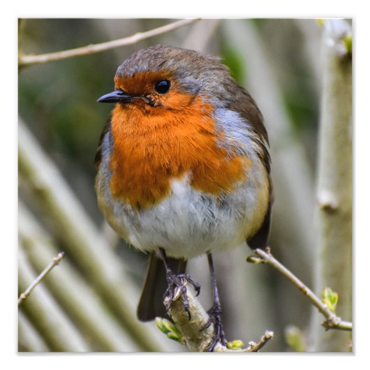European Robin Fotodruck (Vorne)