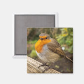 European Robin Fridge Magnet (Vorderseite/Rückseite)