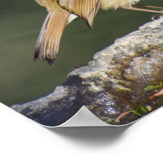 European Robin Poster (Ecke)