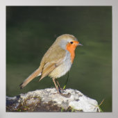 European Robin Poster (Vorne)