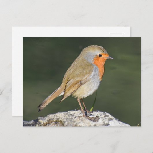 European Robin Postkarte (Vorne/Hinten)