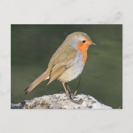 European Robin Postkarte (Vorderseite)