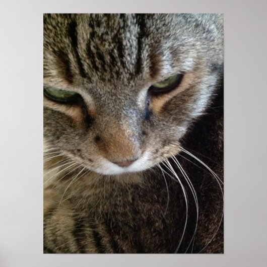 European Shorththart Tabby Cat Closeup Poster (Vorne)