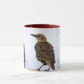 European Starling Bird Mug Tasse (Zentrum)