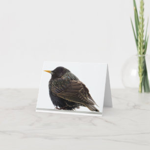 European Starling - Blank Greeting Card Karte
