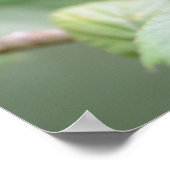European tree frog in green poster (Ecke)