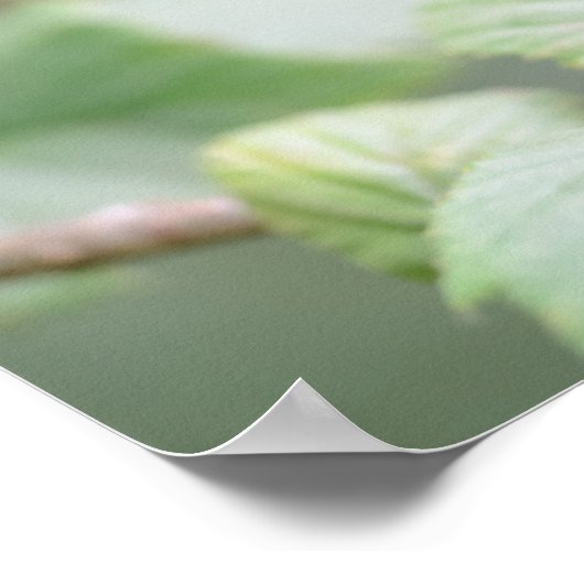 European tree frog in green poster (Ecke)