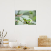 European tree frog in green poster (Küche)