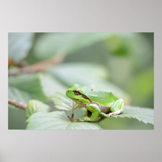European tree frog in green poster (Vorne)