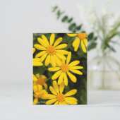Euryops Daisy [Postcard] Postkarte (Stehend Vorderseite)