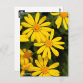 Euryops Daisy [Postcard] Postkarte (Vorne/Hinten)