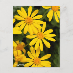 Euryops Daisy [Postcard] Postkarte