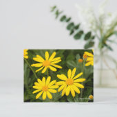 Euryops Daisy [Postcard] Postkarte (Stehend Vorderseite)
