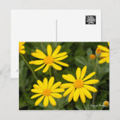 Euryops Daisy [Postcard] Postkarte (Vorne/Hinten)