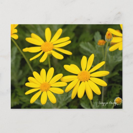 Euryops Daisy [Postcard] Postkarte (Vorderseite)