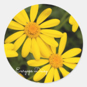 Euryops Daisy [Round Seal] Runder Aufkleber (Vorderseite)