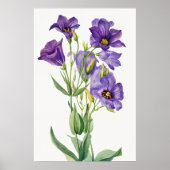 Eustoma Russelianum, violette Blumen, Poster (Vorne)