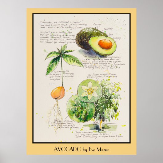EVE Painted Avocado Botanical Illustration Poster (Vorne)