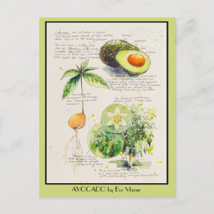EVE Painted Avocado Botanical Illustration Poster Postkarte