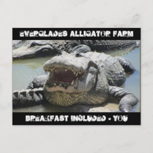 Everglades Alligator Farm - Frühstück inklusive -  Postkarte