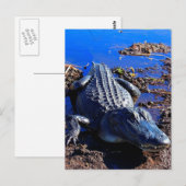 Everglades Alligator Postkarte (Vorne/Hinten)