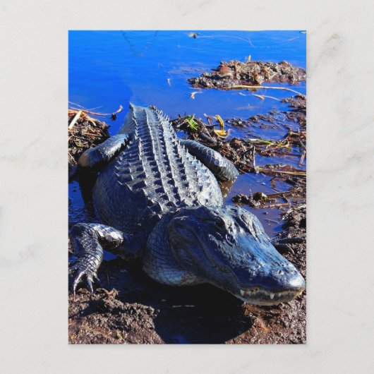Everglades Alligator Postkarte (Vorderseite)