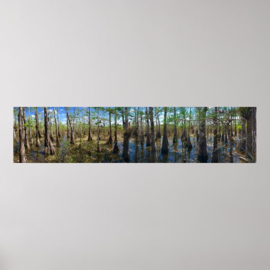 Everglades Cypress Poster (Vorne)