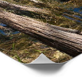 Everglades Cypress Poster (Ecke)