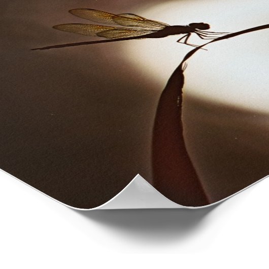 Everglades Dragonfly Poster (Ecke)