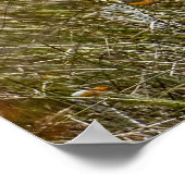 Everglades Egrets Poster (Ecke)
