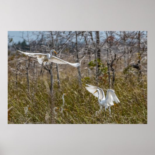 Everglades Egrets Poster (Vorne)