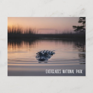 Everglades Florida Alligator Reise Postkarte