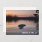 Everglades Florida Alligator Travel Postkarte (Vorne/Hinten)