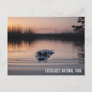 Everglades Florida Alligator Travel Postkarte