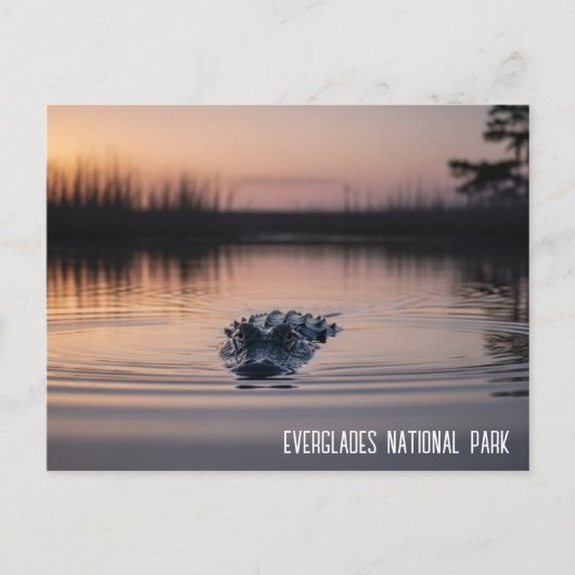 Everglades Florida Alligator Travel Postkarte (Vorderseite)