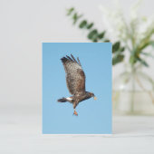 Everglades Kite Postkarte (Stehend Vorderseite)