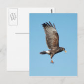 Everglades Kite Postkarte (Vorne/Hinten)