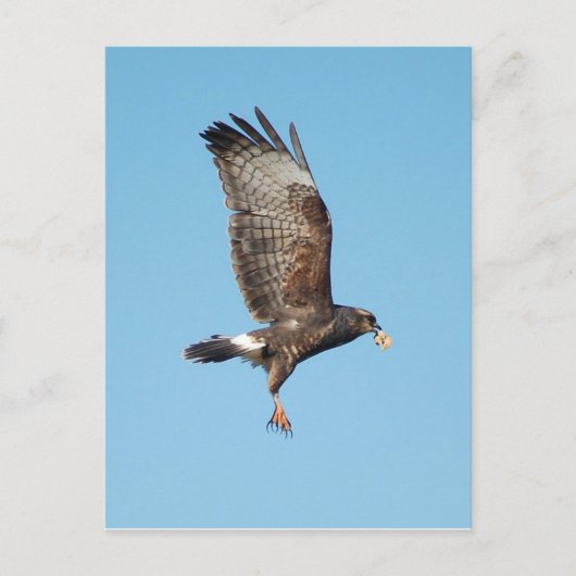 Everglades Kite Postkarte (Vorderseite)