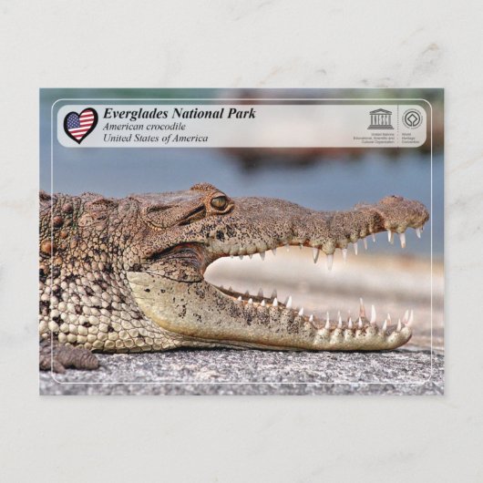 Everglades National Park - American Crocodile Postkarte (Vorderseite)