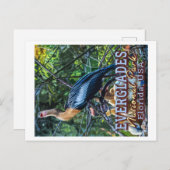 EVERGLADES NATIONAL PARK - FLORIDA VEREINIGTE STAA POSTKARTE (Vorne/Hinten)