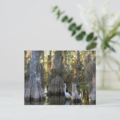 Everglades-Nationalpark Postkarte (Stehend Vorderseite)