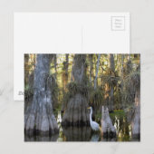 Everglades-Nationalpark Postkarte (Vorne/Hinten)
