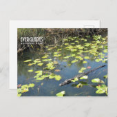 Everglades Postcard Feiertagspostkarte (Vorne/Hinten)