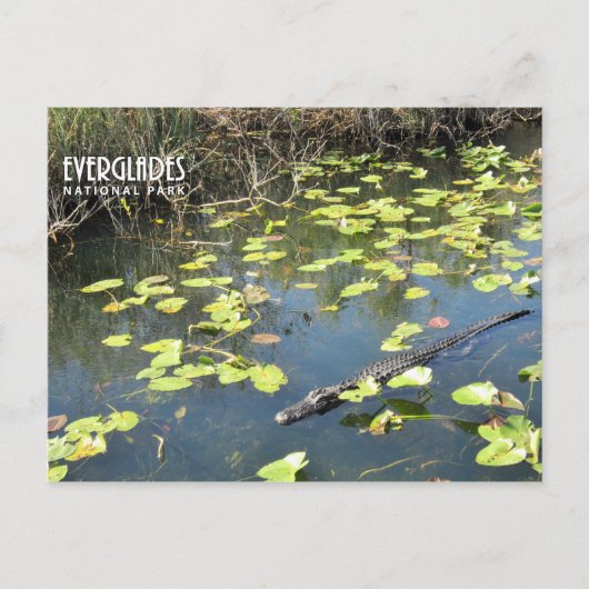 Everglades Postcard Feiertagspostkarte (Vorderseite)