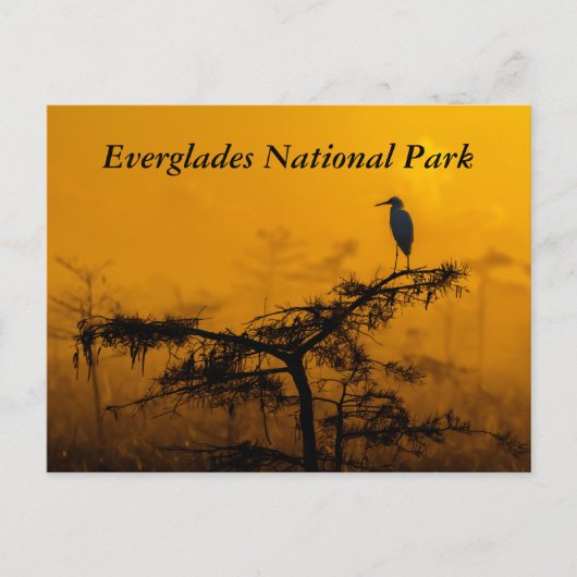Everglades Postcard Postkarte (Vorderseite)