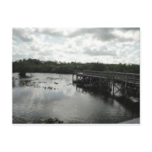 Everglades Postcard