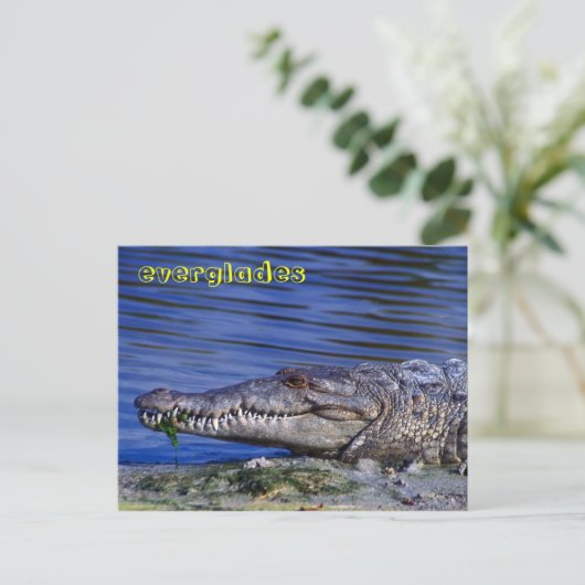 Everglades Postkarte (Stehend Vorderseite)