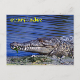 Everglades Postkarte