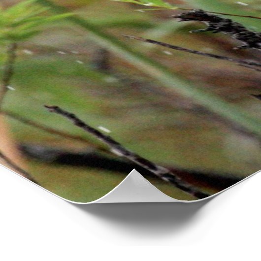 Everglades Snail Kite #1 print Poster (Ecke)