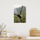 Everglades Snail Kite #1 print Poster (Küche)